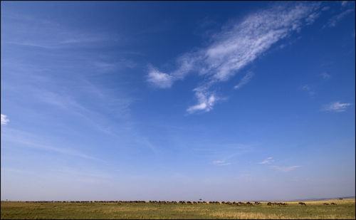 Scenic view of field against blue sky