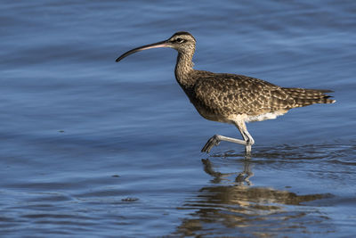 Side view of a bird in water