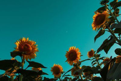 Low angle view of sunflower against sky