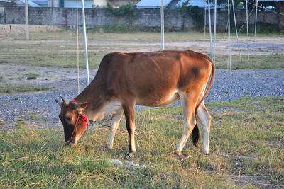 Cow grazing on field
