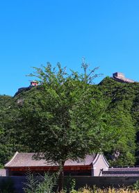 Low angle view of tree and building against sky