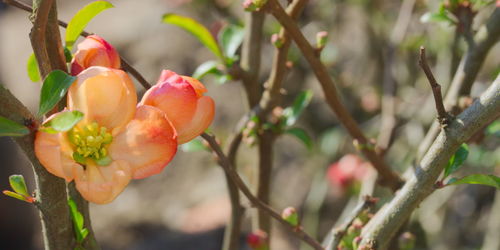 Close-up of red berries on plant