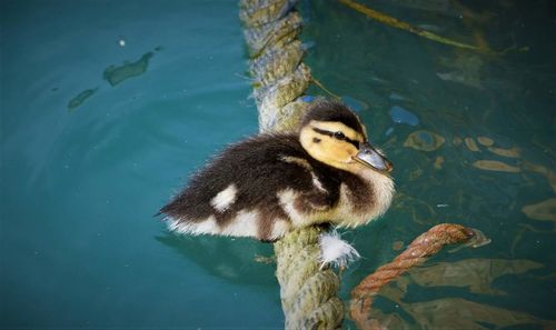 Close-up of duck swimming on lake