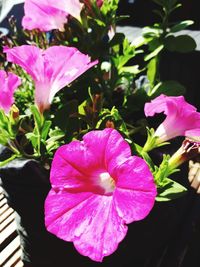 Close-up of pink flowering plant