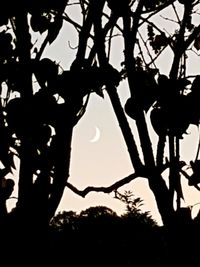 Low angle view of silhouette tree against sky during sunset