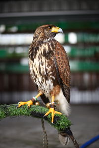 Close up, a falcon standing on a log