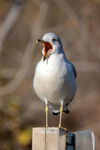 Close-up of bird perching on railing