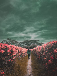 Rear view of man walking by trees against sky