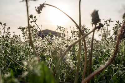 Close-up of flowering plants on field against sky