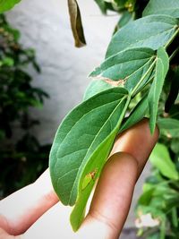 Close-up of hand holding leaf