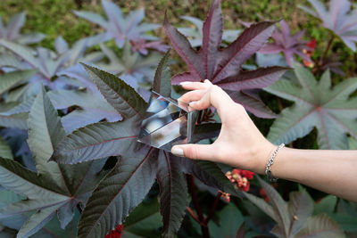 Cropped hand of woman holding pyramid crystal against plant