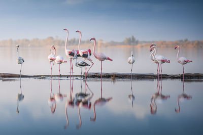 Birds in lake