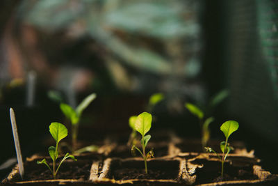 Close-up of plants growing outdoors