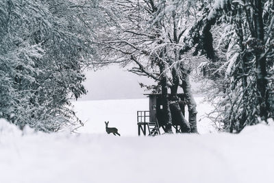 View of dog on snow covered land