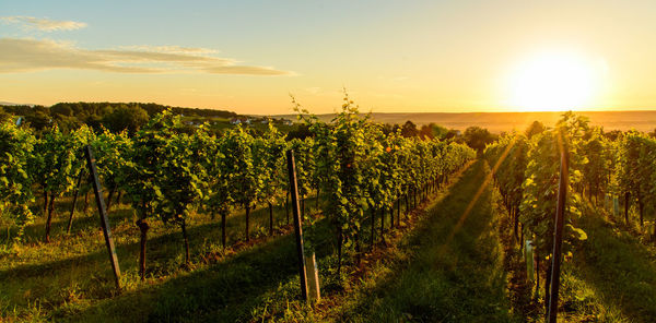 Scenic view of vineyard against sky during sunset