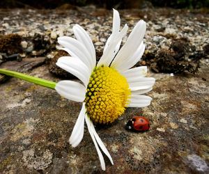 High angle view of white flowering plants