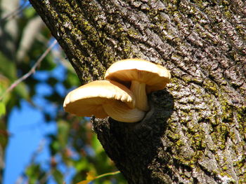 Close-up of mushrooms growing on tree trunk