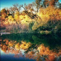 Sun shining through trees