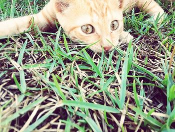 Portrait of a cat in field