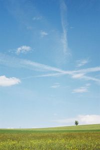 Scenic view of agricultural field against sky