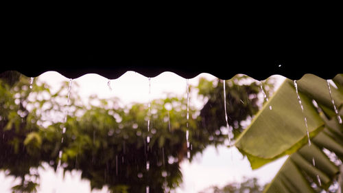 Close-up of water drops on rainy season