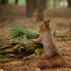 Close-up of squirrel on wood on field