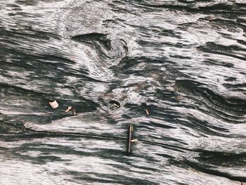 High angle view of birds swimming in sea