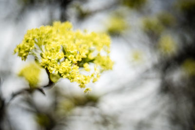 Close-up of yellow flower