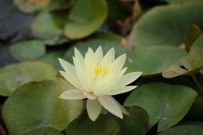 Close-up of lotus water lily in pond