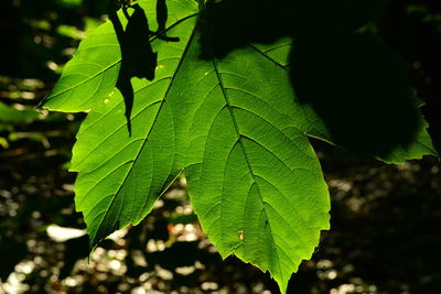 Close-up of green leaves
