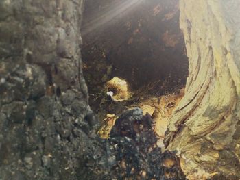 High angle view of lizard on tree trunk