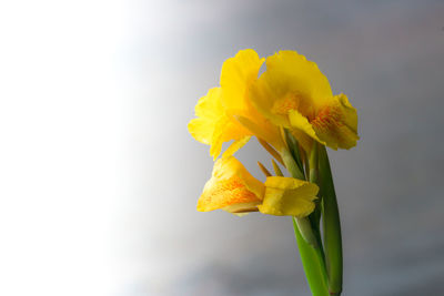 Close-up of yellow flower blooming outdoors