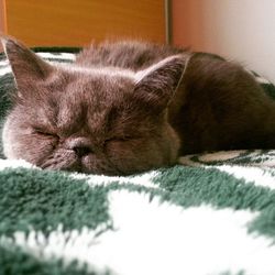 Close-up of cat sleeping on bed