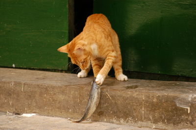 Cat living in valletta, malta