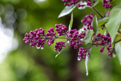 Close-up of purple flowering lilac