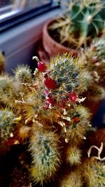 Close-up of succulent plant