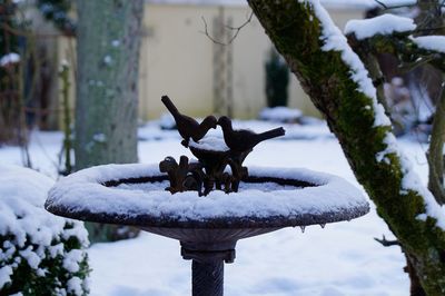 Bird on snow during winter