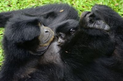 Gibbons are apes in the family hylobatidae.