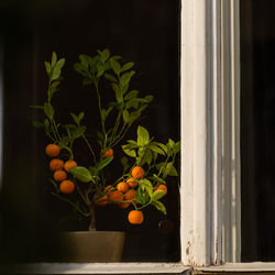 Close-up of potted plant on window sill