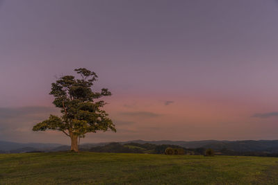 Tree on field against sky during sunset