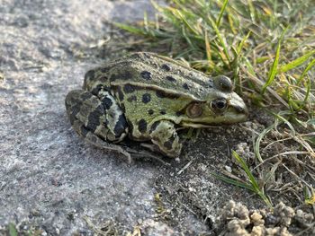 Close-up of frog on land