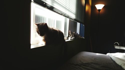 Cat sleeping on sofa at home