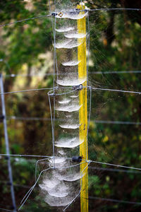 Close-up of wet spider web