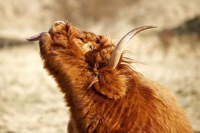 Close-up of highland cattle