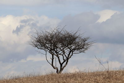 Bare tree on field against sky