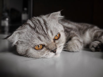 Close-up portrait of a cat