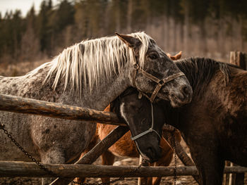 Close-up of horse on field