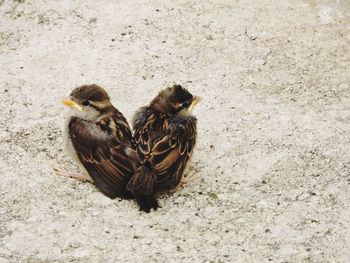 High angle view of birds on field