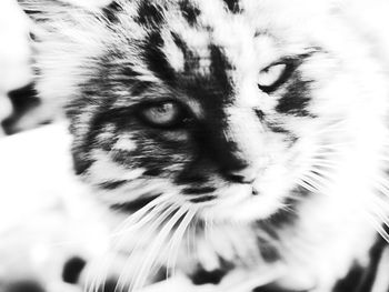 Close-up of cat