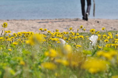 Low section of person with yellow flowers on field